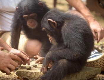 A l'école des chimpanzés