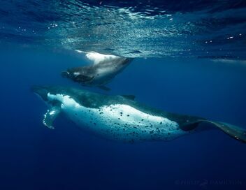 Les âmes des océans