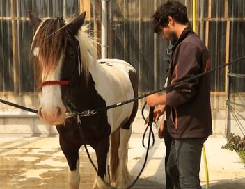 Au galop ! Une saison à cheval