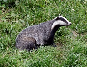 Le blaireau : ce furtif voisin