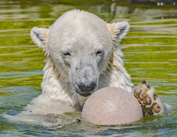 Des zoos nouvelle génération