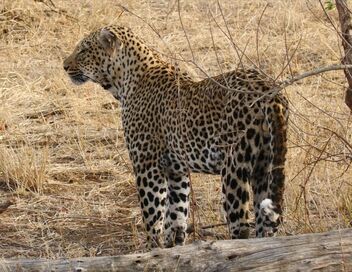La solitude du léopard