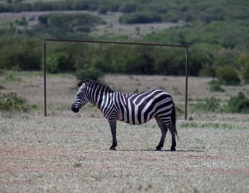 Kenya, la résistance des Massaï : Un jeune chef pour un grand défi