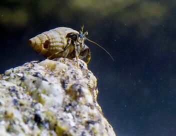 Piège à marée basse