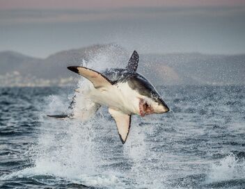 Morsures de requin : les dents de la mort