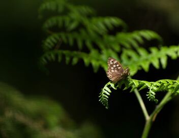 Les papillons, ces super héros de la nature