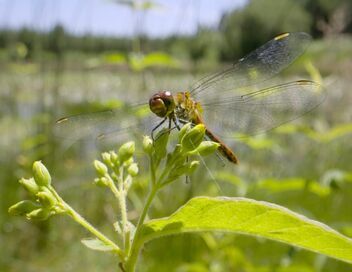 Le paradoxe des libellules
