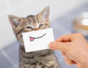 Le grand bêtisier des animaux