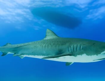 Thalassa, aventures extrêmes