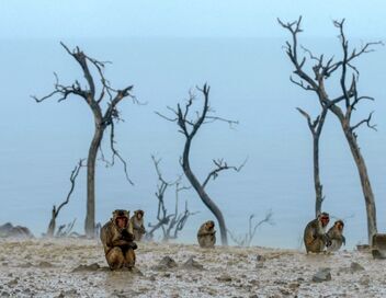 Les réseaux sociaux des animaux