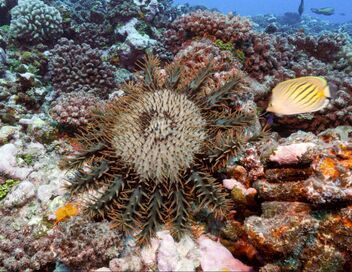 Un écrin de nature dans le Pacifique