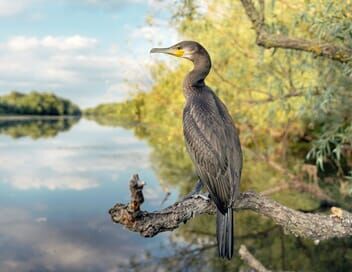 Le delta du Danube, dernier refuge des pélicans