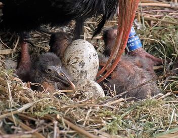 Ibis chauve : le retour d'un oiseau rare