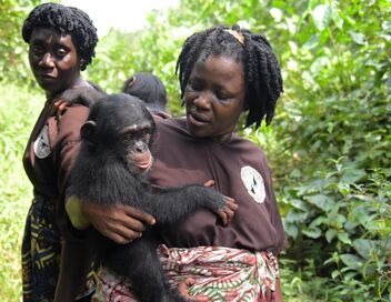 A l'école des chimpanzés