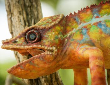 Caméras espions en terre animale