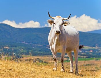 Italie : les vaches errantes de la mafia
