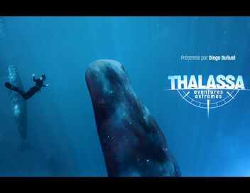 Thalassa, aventures extrêmes