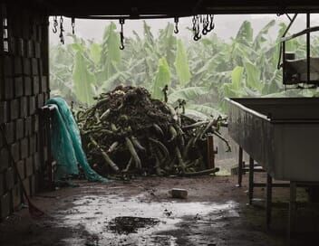 Les Antilles empoisonnées, la banane et le chlordécone