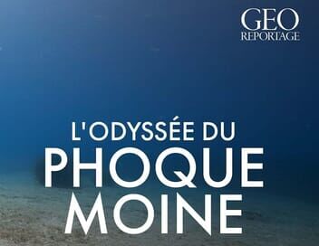 L'odyssée du phoque moine