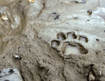 Les pumas, furtifs félins du Montana