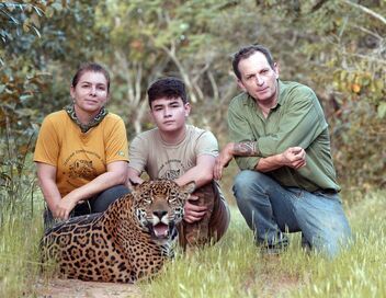 Brésil, sur la piste des jaguars