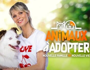Animaux à adopter