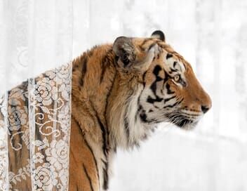 Rêve d'un tigre au nord de l'Iran