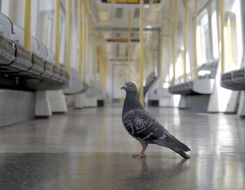 Pigeon vole !
