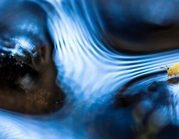 Planète collemboles, la vie secrète des sols