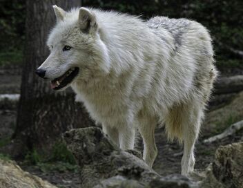 Le loup arctique
