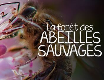 La forêt des abeilles sauvages