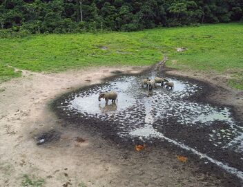 Le Gabon, dernier refuge des éléphants de forêt