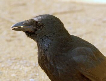 Humains confinés, animaux libérés