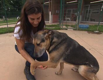 Animaux à adopter