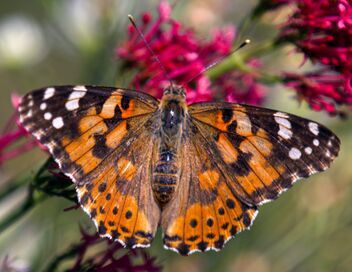 Les papillons, ces super héros de la nature