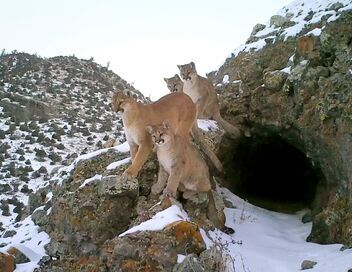 Les pumas, furtifs félins du Montana