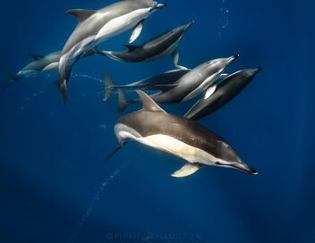 Les âmes des océans