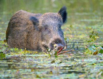 Au coeur de l'Amazonie européenne