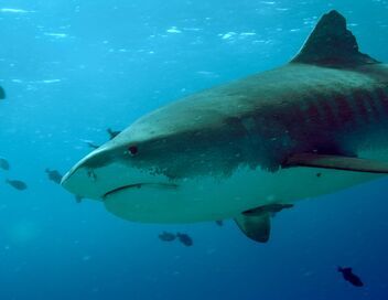 Hawaï, où l'eau embrasse le feu