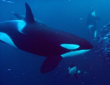 Les réseaux sociaux des animaux