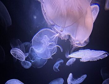 Méduses : Les souveraines des océans