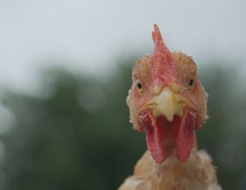 Produits fermiers : à boire et à manger ?