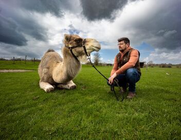Julien, un chamelier chez les Ch'tis