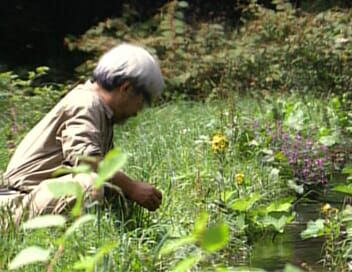 Miyazaki, l'esprit de la nature