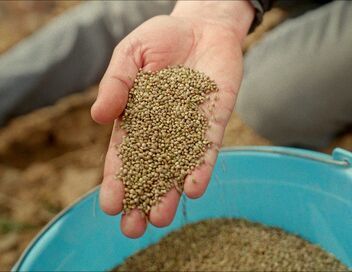 Maroc, le tournant du cannabis médical