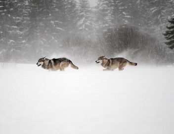 Voyage au coeur des Alpes