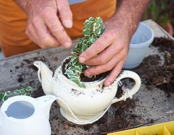 Silence, ça pousse !