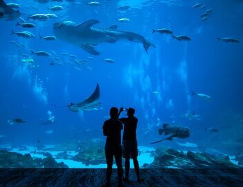 Nausicaá, le plus grand aquarium d'Europe