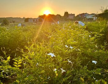 Fleurs à parfum, retour en Grasse