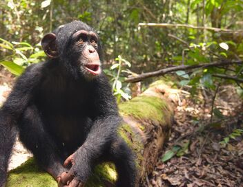 A l'école des chimpanzés